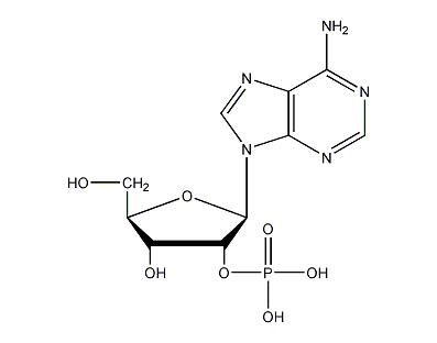 腺苷酸2(3-磷酸