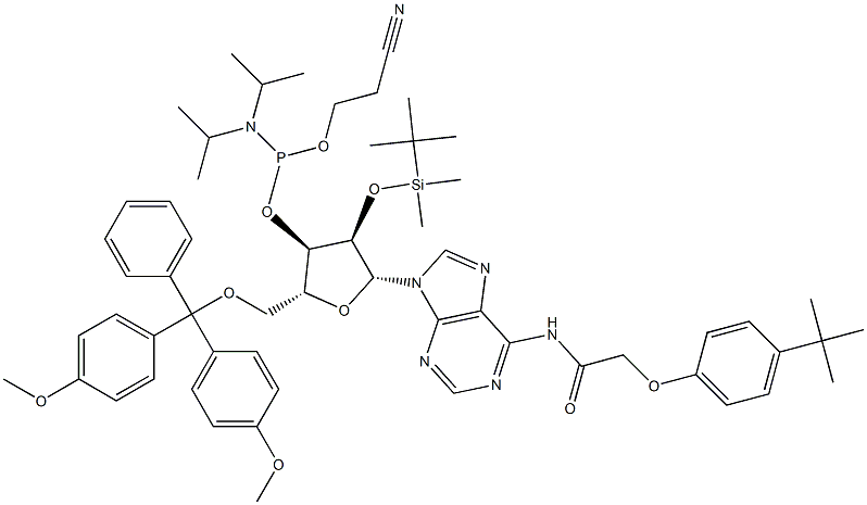 5'-O-(4,4-二甲氧基三苯甲基)-2'-O-[(叔丁基)二甲基硅基]-N-[[4-(叔丁基)苯氧基]乙酰基]腺苷-3'-(2-氰基乙基-N,N-二异丙基)亚磷酰胺