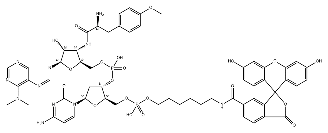 6-FAM-dC-puromycin